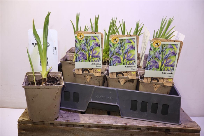 <h4>Camassia Le Caerulea</h4>