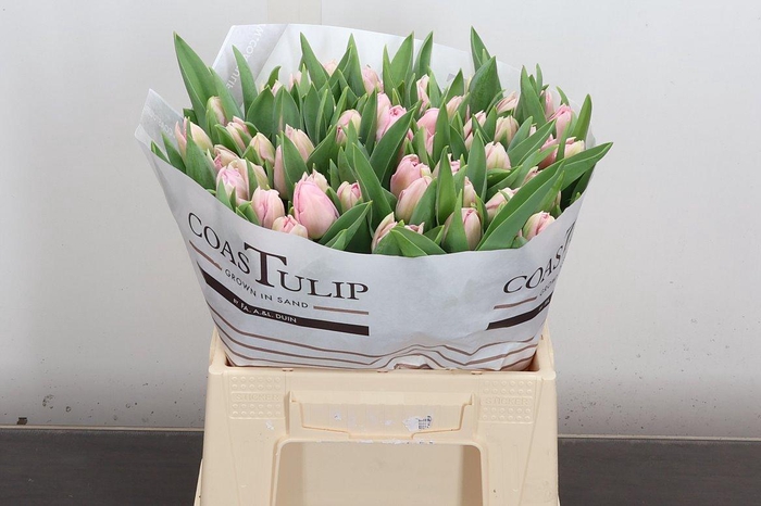 <h4>Tu Du Mariage</h4>