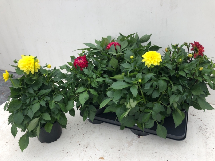 <h4>DAHLIA DAHL GEM</h4>