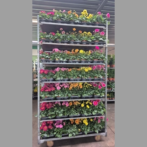 DAHLIA MIXK 5 KL