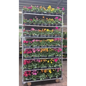 DAHLIA MIXK 5 KL