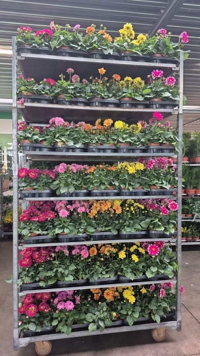 <h4>DAHLIA MIXK 5 KL</h4>