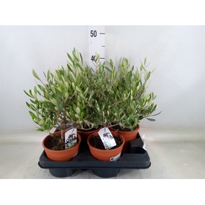 Olea europaea