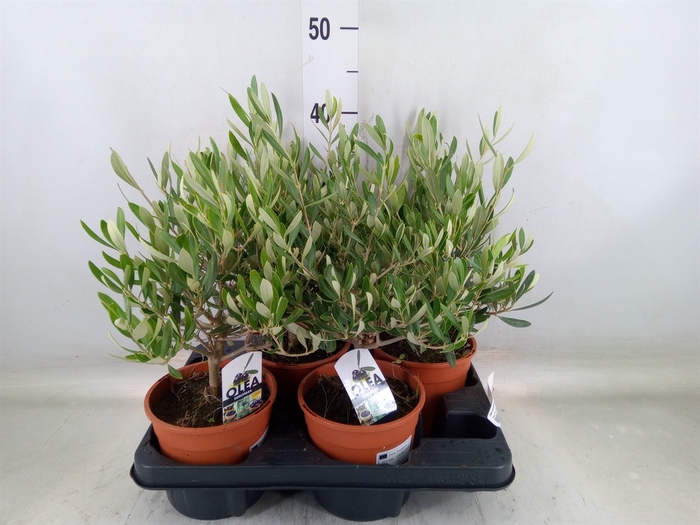 <h4>Olea europaea</h4>