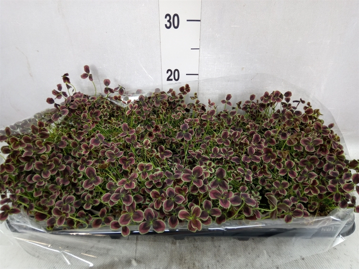 <h4>Trifolium repens 'Estelle'</h4>