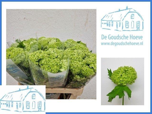 <h4>VIBURNUM ROSEUM ST</h4>