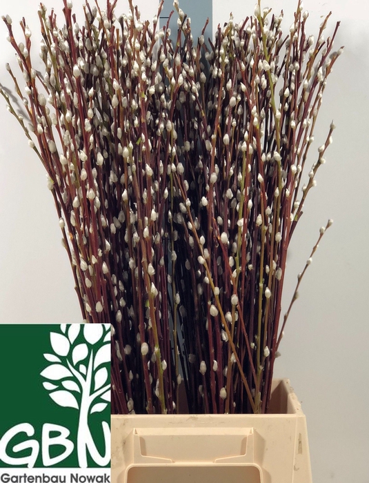 <h4>SALIX WILGENKATJES</h4>