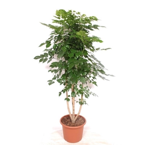 Radermachera hainanensis