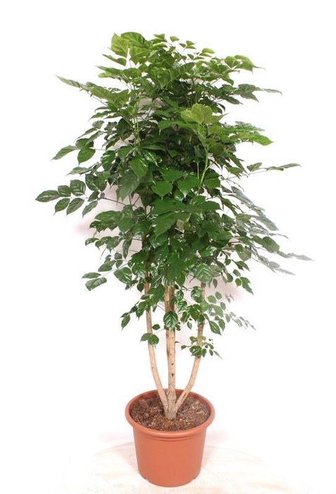 <h4>Radermachera hainanensis</h4>