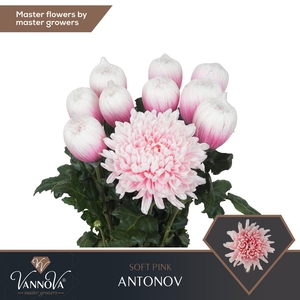 Chr G Antonov Soft Pink