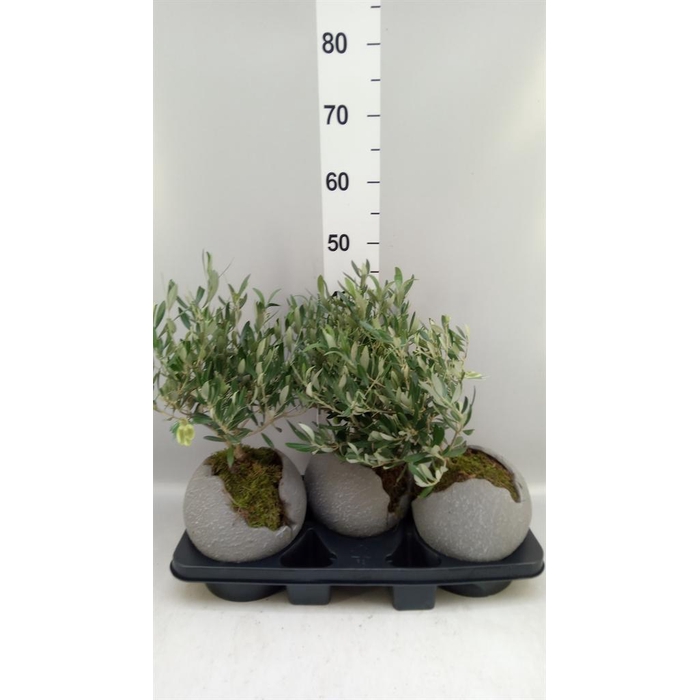 <h4>Arr.   Tuinplanten H%</h4>