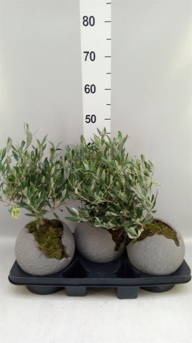 Arr.   Tuinplanten H%