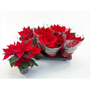 EUPHOR P CHR UNIVERS