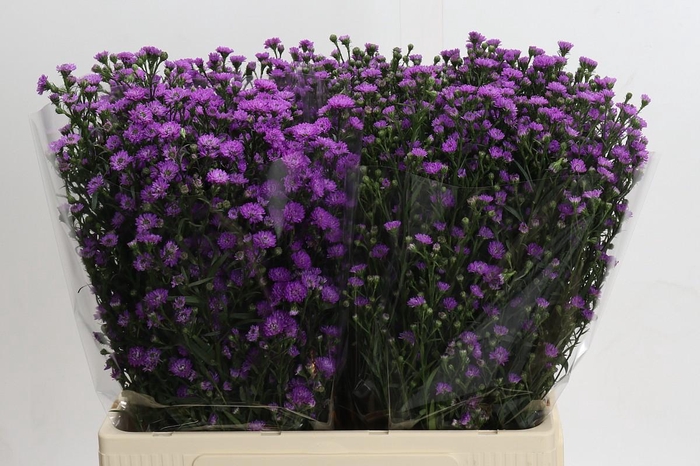 <h4>Aster Baby Pink</h4>