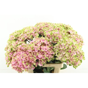 Hydr M Coral Pink 65-19