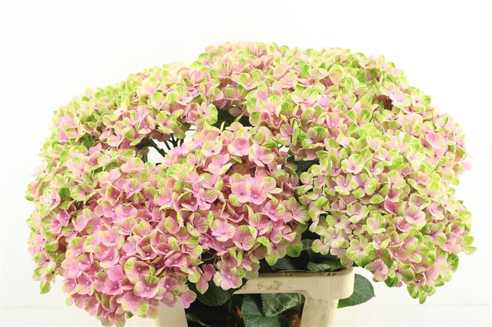 <h4>Hydr M Coral Pink 65-19</h4>