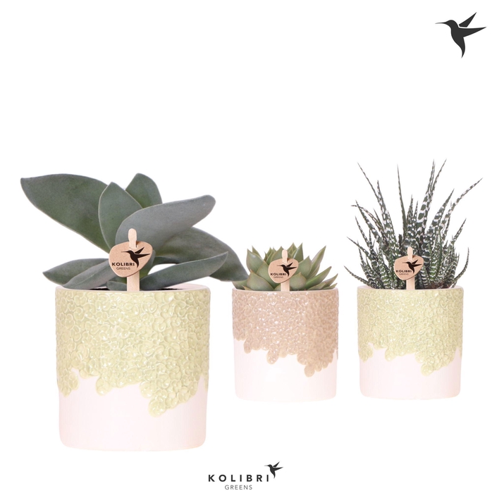 <h4>Kolibri Greens Succulenten mix in Bloom pot sand mix</h4>