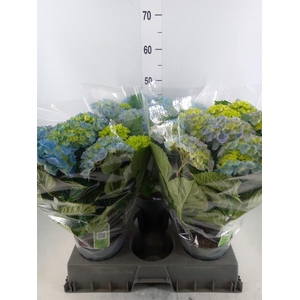 Hydrangea mac. 'Hi River'