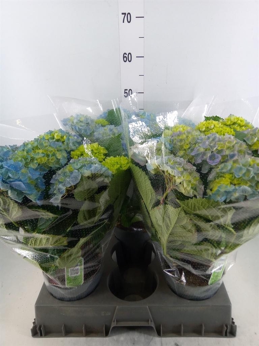 <h4>Hydrangea mac. 'Hi River'</h4>