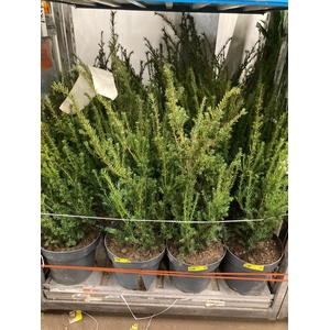 Taxus M Groenland