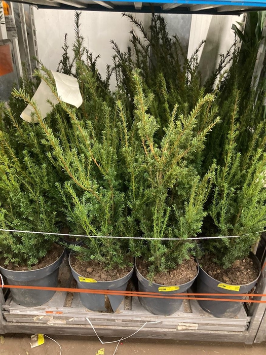 <h4>Taxus M Groenland</h4>