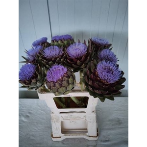 Cynara Scolymus