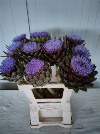 <h4>Cynara Scolymus</h4>