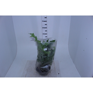 POLYPODIUM MANDAIANUM C21
