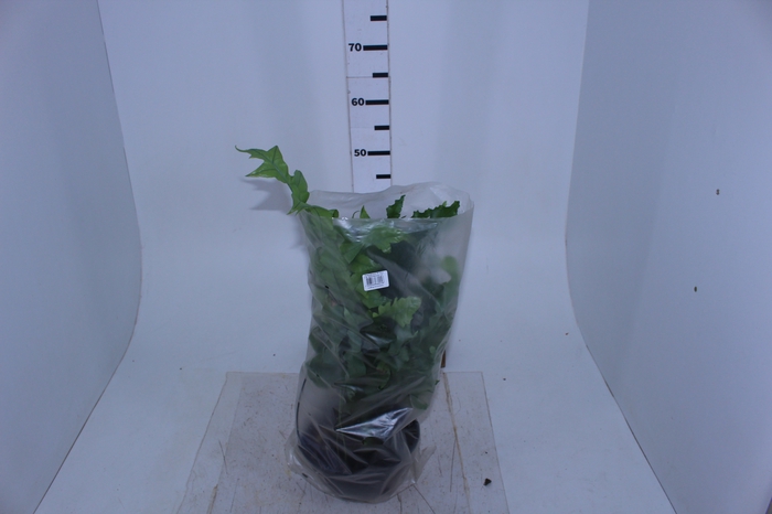 POLYPODIUM MANDAIANUM C21