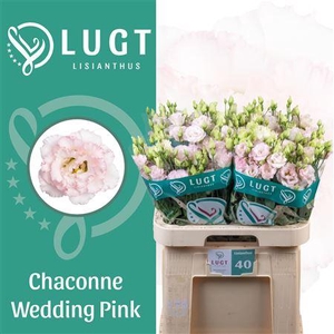 Eus G Chac Wed Pink [ Lugt ]
