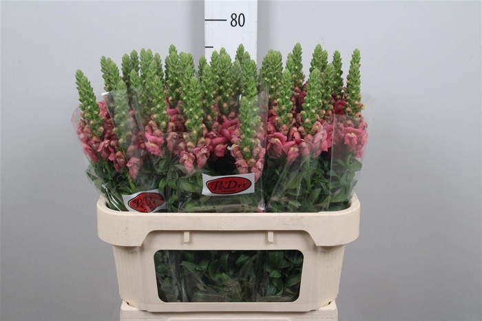 <h4>Antir Cool Rose</h4>