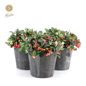 Gaultheria pr. 'Big Berry'® P15 in Wood