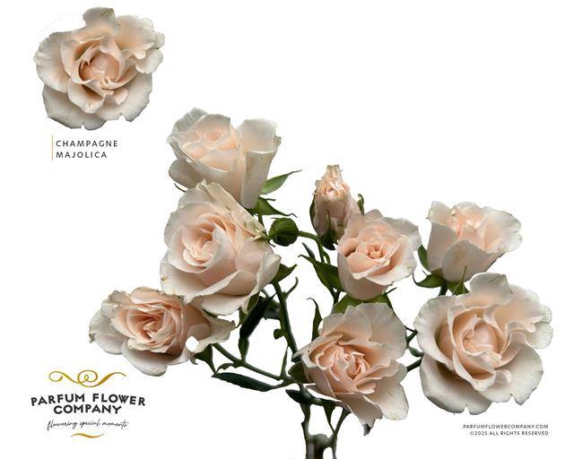 Rosa spray garden parfum champagne majolica