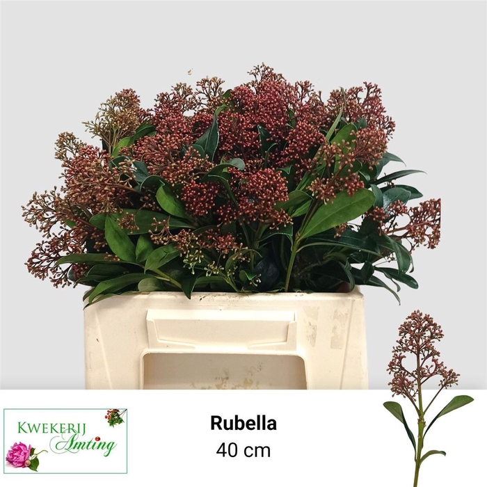 <h4>Skimmia J Rubella Bs</h4>
