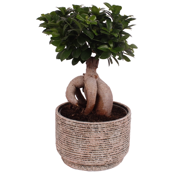 <h4>Ficus m. Ginseng Ball Shape Ø24cm in Ø26cm Ceramic NT567</h4>