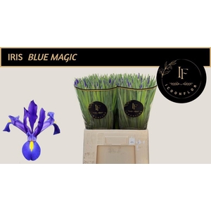 IRIS BLUE MAGIC