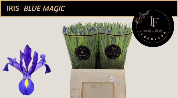 <h4>IRIS BLUE MAGIC</h4>