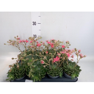 Graptopetalum tacitus