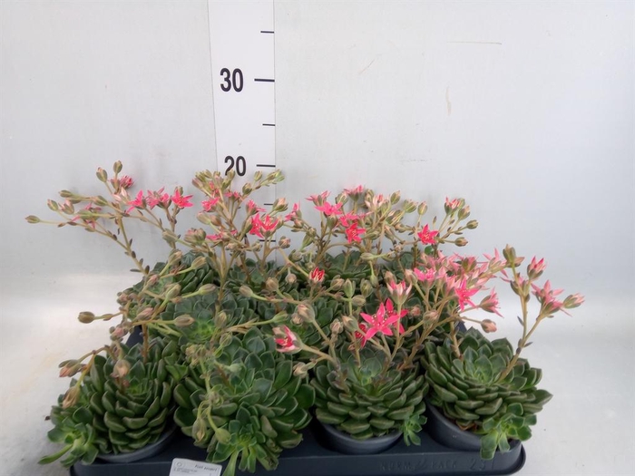<h4>Graptopetalum tacitus</h4>