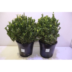 Euonymus Ja Gr Spire