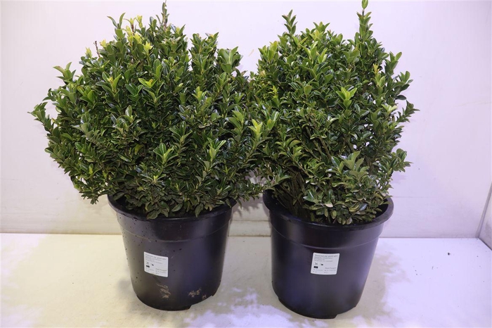 <h4>Euonymus Ja Gr Spire</h4>