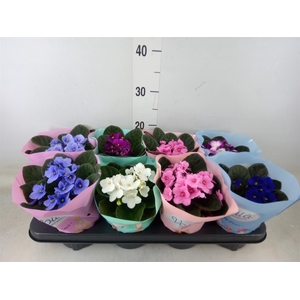 Saintpaulia   ...mix