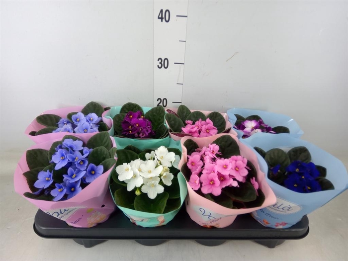 <h4>Saintpaulia   ...mix</h4>