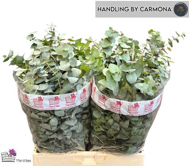 <h4>Eucalyptus per bos cinerea</h4>