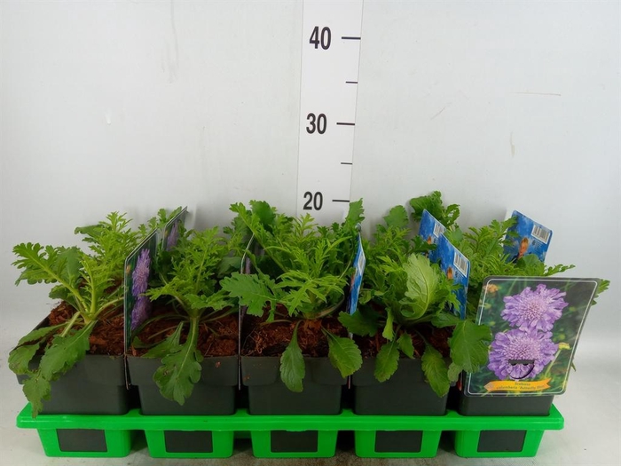 <h4>Scabiosa columb. 'Butterfly Blue'</h4>