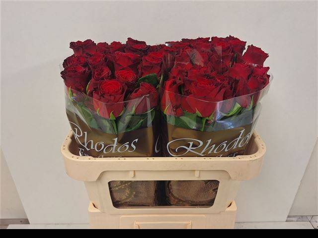 <h4>R GR RHODOS</h4>