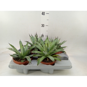 Agave   ...