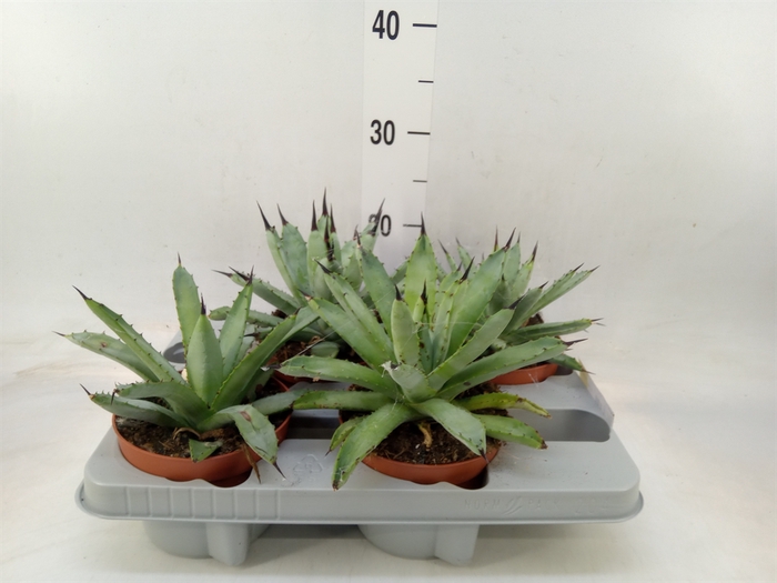 <h4>Agave   ...</h4>