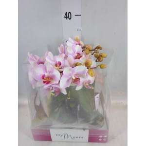 Phalaenopsis   ...rose