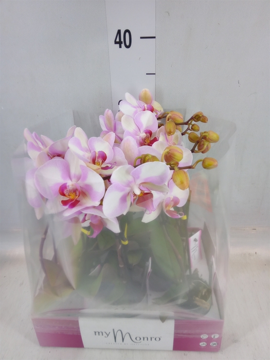 <h4>Phalaenopsis   ...rose</h4>